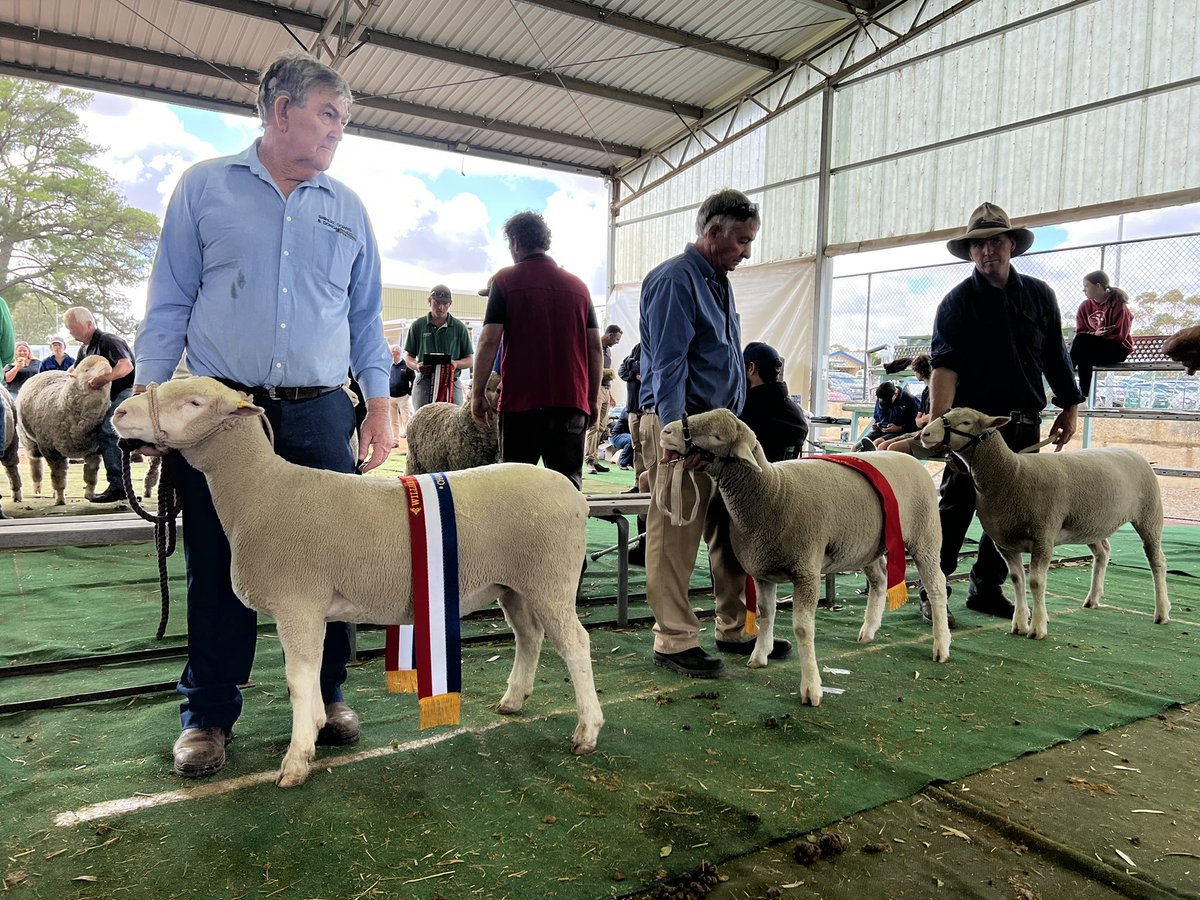 Western Australian Poll Dorset Association tweet media