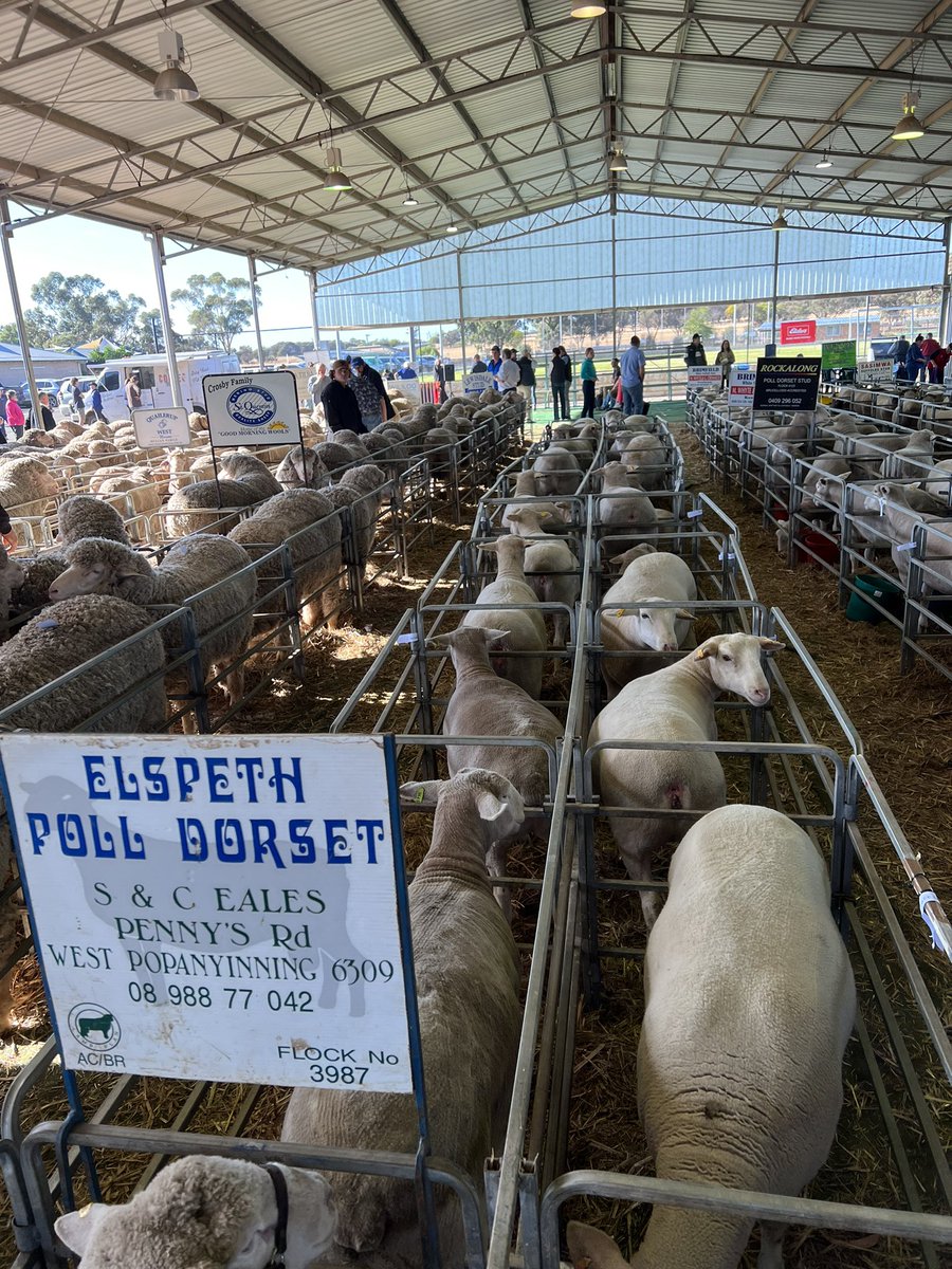 Western Australian Poll Dorset Association tweet media