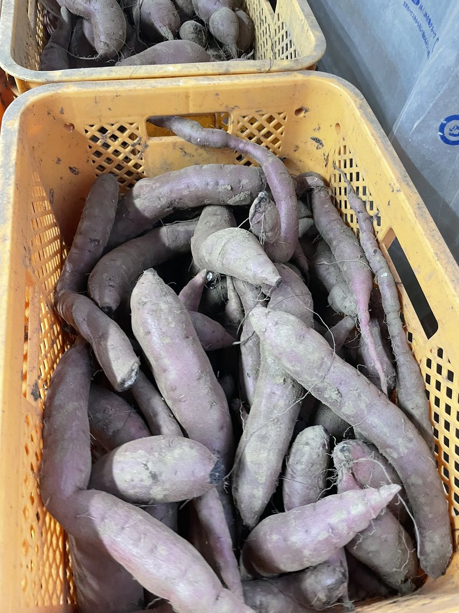 yonekawa070's tweet photo. 第17回プレゼント企画！

訳あり品を減らそうの企画で、土付きの紅はるか、またはシルクスイート5キロを3名様にプレゼント🎁

【応募方法】
❶ クマ吉農園をフォロー
❷ こちらの企画のリツイート

期間は毎週の月〜金曜日までとなりますので、よろしくお願い致しますm(_ _)m https://t.co/VEExAQeCYN