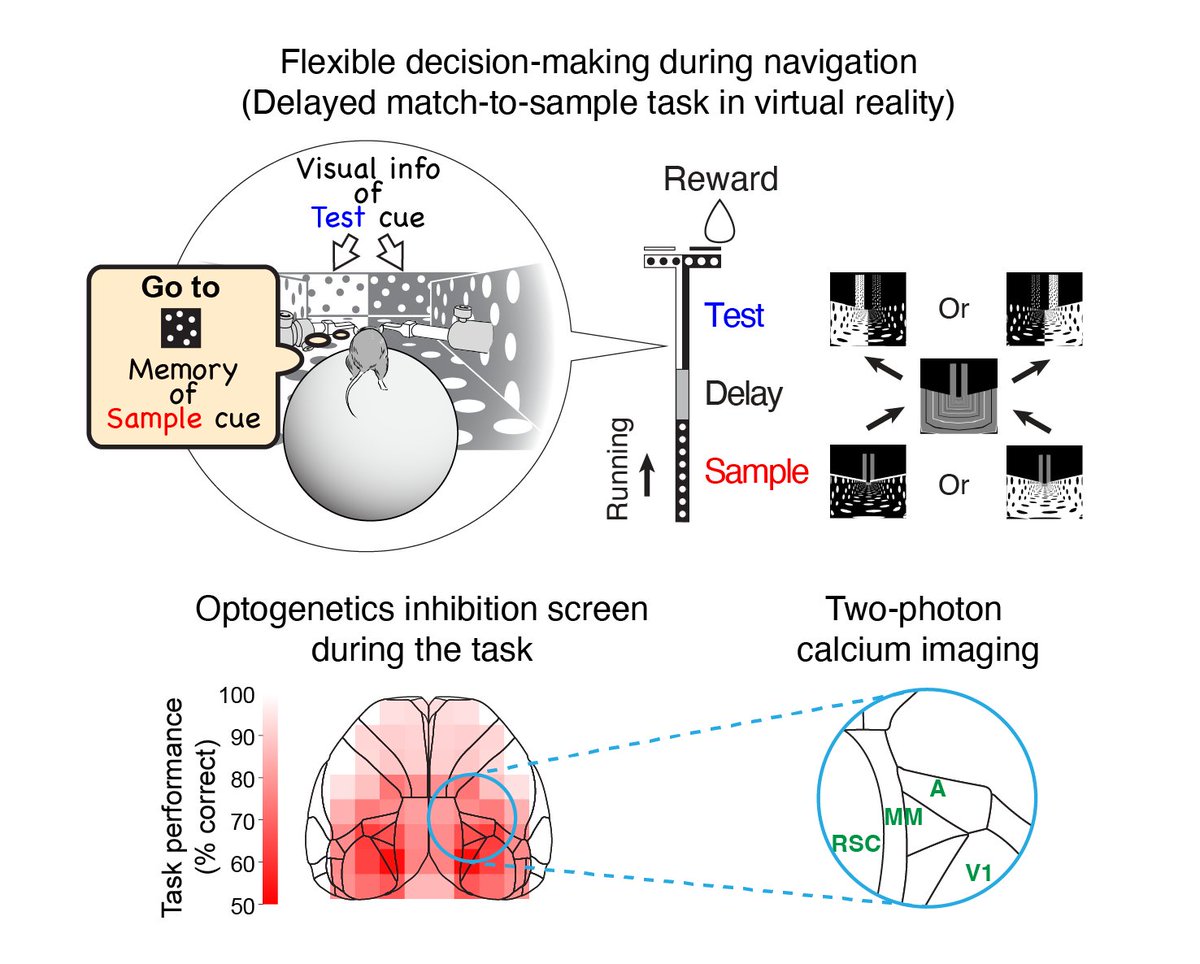 Happy to share our pre-print from the Harvey Lab <a href="/harvardmed/">Harvard Medical School</a>!
We show that mixed selectivity (conjunctive coding) for a specific memory and sensory cue allows flexible decision-making during navigation in mice. Such code exists across the posterior cortex centered in RSC.
(1/4)