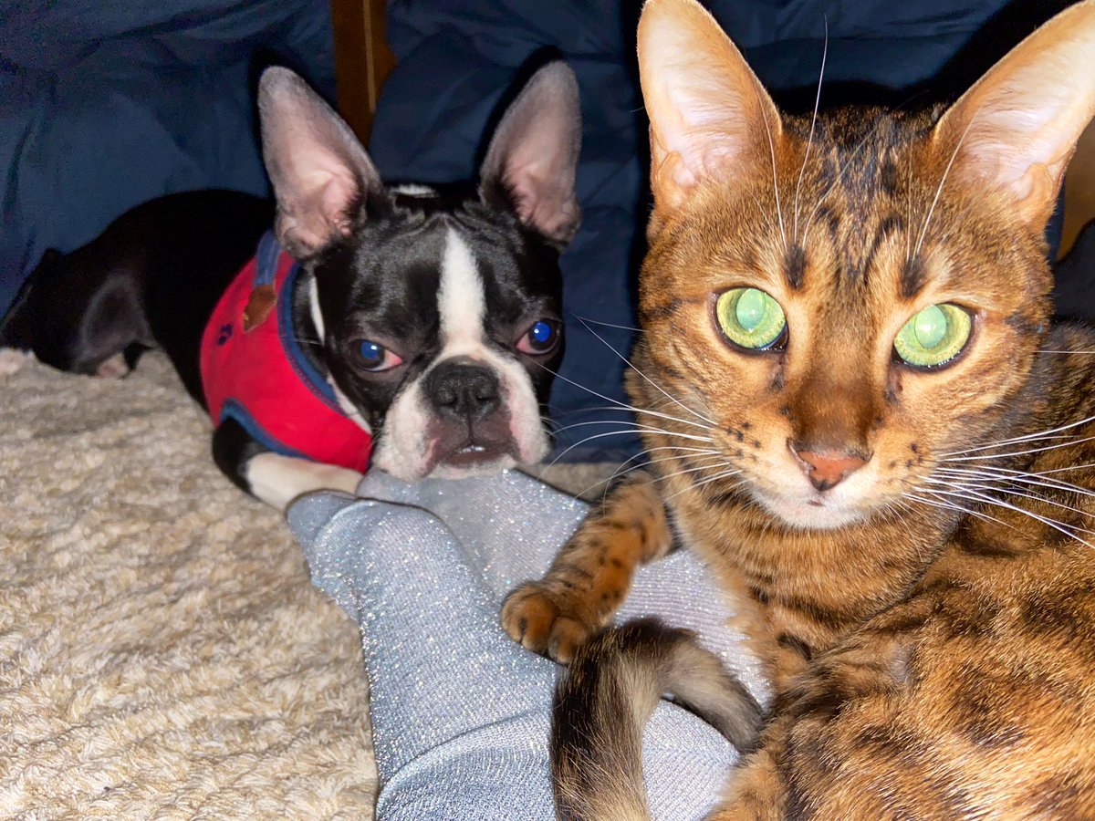 unitora_pet's tweet photo. うにが犬見知りしないのは生まれた環境と、今とらがいる影響やと思う🐈
しつこ過ぎるのはあれやけど、家でも社会勉強が出来てるとしたら良かった。常に追いかけ回し大会やけど😂
＃ボストンテリア #ベンガル猫 #多頭飼い #社会勉強中見習い https://t.co/EDlwvkxpFZ