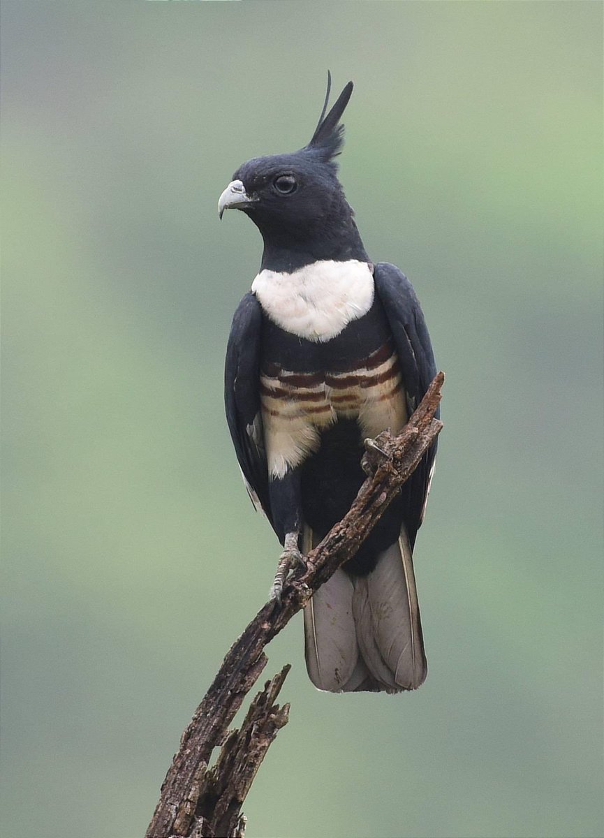 BLACK BAZA 🌲
#Rongtong  #WestBengal
Apr 2022 (Peter Beck)
Found in forests of NE India, SE Asia. Some populations winter in #WesternGhats.
Ssp. andamanica is resident  #Andaman Islands.

#birds #birdwatching #birding #IndianBirds #BirdsSeenIn2022 @Avibase @BBCEarth