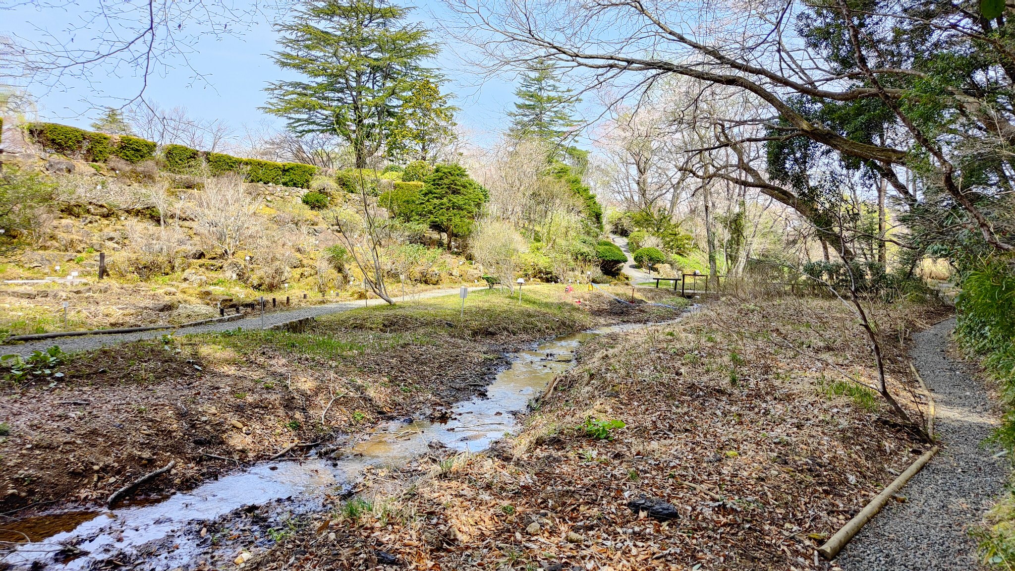 せんだいセントラルパーク 東北大学植物園の今年の開園が始まっています 限定開園とはいえ せせらぎの周りに立派な植物たちが ミズバショウ 東北大学植物園 天然記念物 T Co Ahkb9gnhzu Twitter