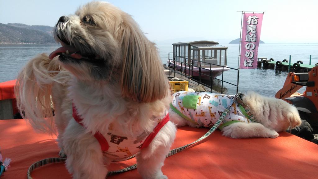いいお天気の週末でしたね😃
長浜城の桜を見てきました🌸
湖北の桜は、いまが盛りでした。足を伸ばして、花見舟にも乗せてもらいました😊

お花、キレイだなぁ😍えび子
あ〜、もうくたびれた😓ポー

#ウラウラ　#ポーとえび