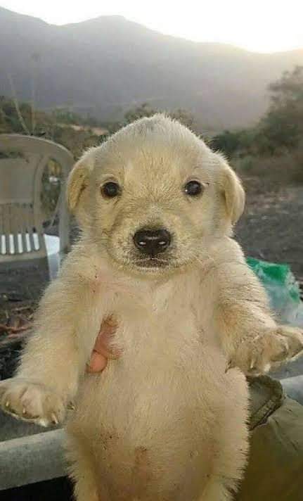 Un_Random_3258's tweet photo. @GalenoPrecio Vas a subir mas? https://t.co/Xolg7WgRv7