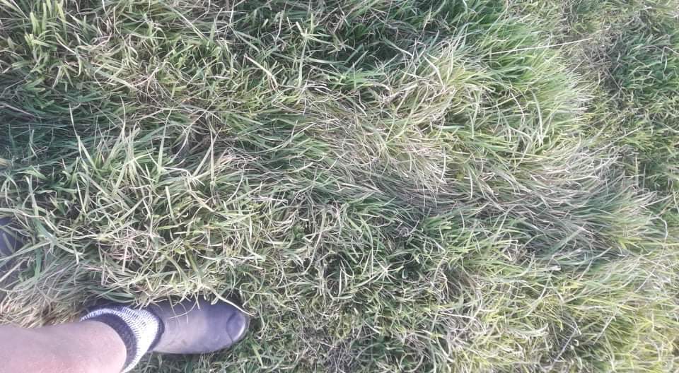 CharollaisRams's tweet photo. #Tefrom ewes into a fresh paddock of #Bareno Brome and #Tower Tall Fescue in a growthy autumn. #Inverdale rams have been out for 14 days now. When can i start putting ewes on maintenance? https://t.co/zHGhYLXdCt
