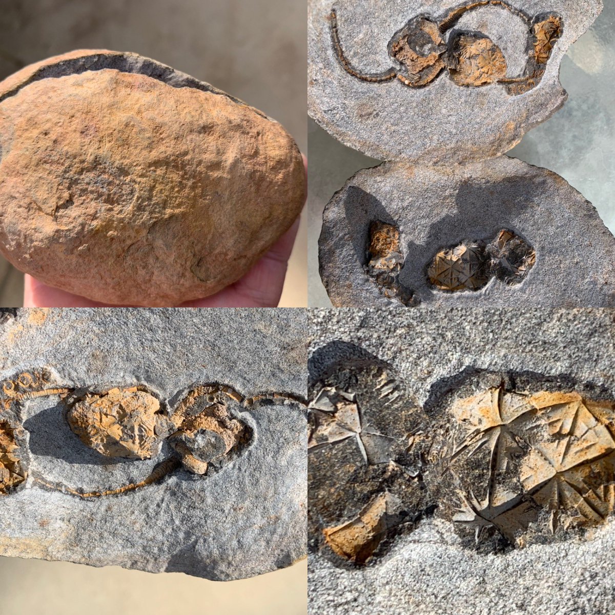 dr_dappleton's tweet photo. #carpoid diem ! Ok, well, 2 #carpoids in a #concretion from Morocco #lowerordovician #juliaecarpus #milnerorum #paleontology #fossil #fossils #extinct #echinoderm #echinoderms #fossilphotography  #NaturePhotography #nature #alienlike https://t.co/c72AqOSdUz