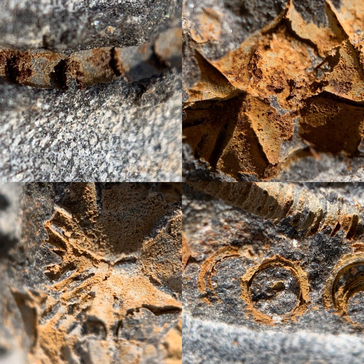 dr_dappleton's tweet photo. #carpoid diem ! Ok, well, 2 #carpoids in a #concretion from Morocco #lowerordovician #juliaecarpus #milnerorum #paleontology #fossil #fossils #extinct #echinoderm #echinoderms #fossilphotography  #NaturePhotography #nature #alienlike https://t.co/c72AqOSdUz