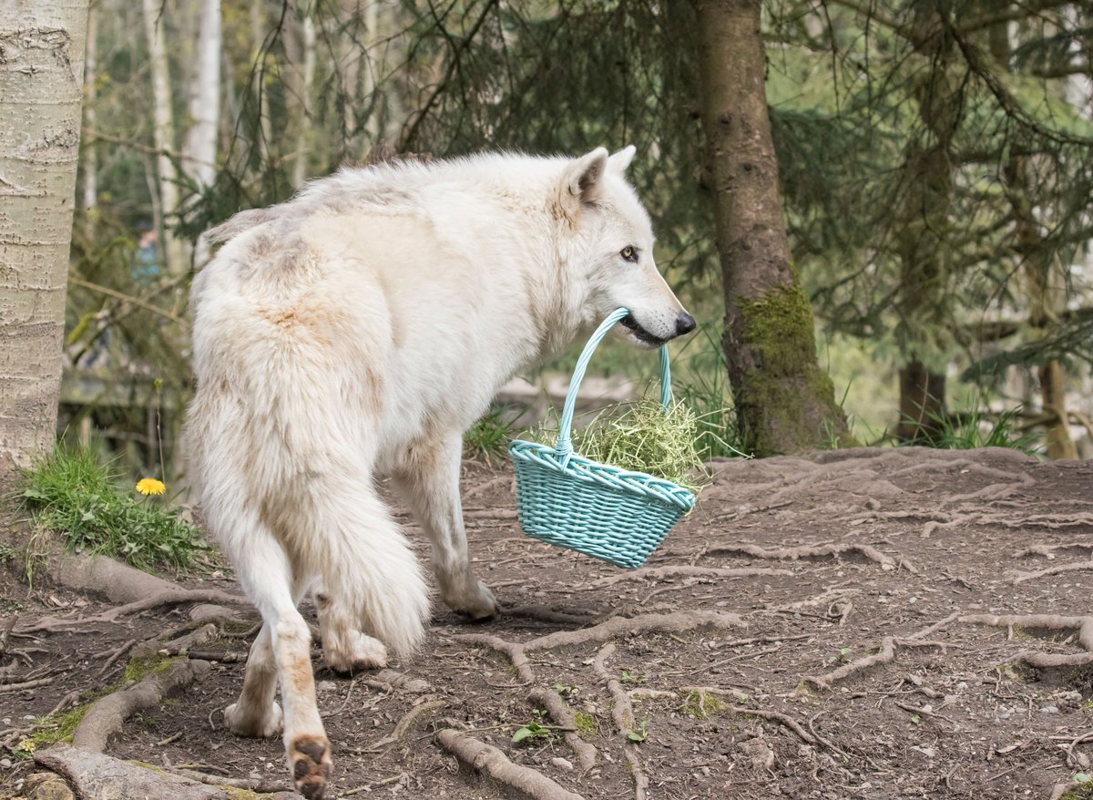 woodlandparkzoo's tweet photo. Yum yum! No matter how you enjoy your Easter treats, make sure everything in your basket is on our wildlife-friendly candy list: https://t.co/rpvm4l15pD 

#Easterplans #EasterBunny #Easter #wolfitdown https://t.co/jPdSqJriJi