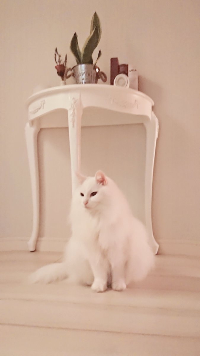 ねこ検定 公式 tweet media