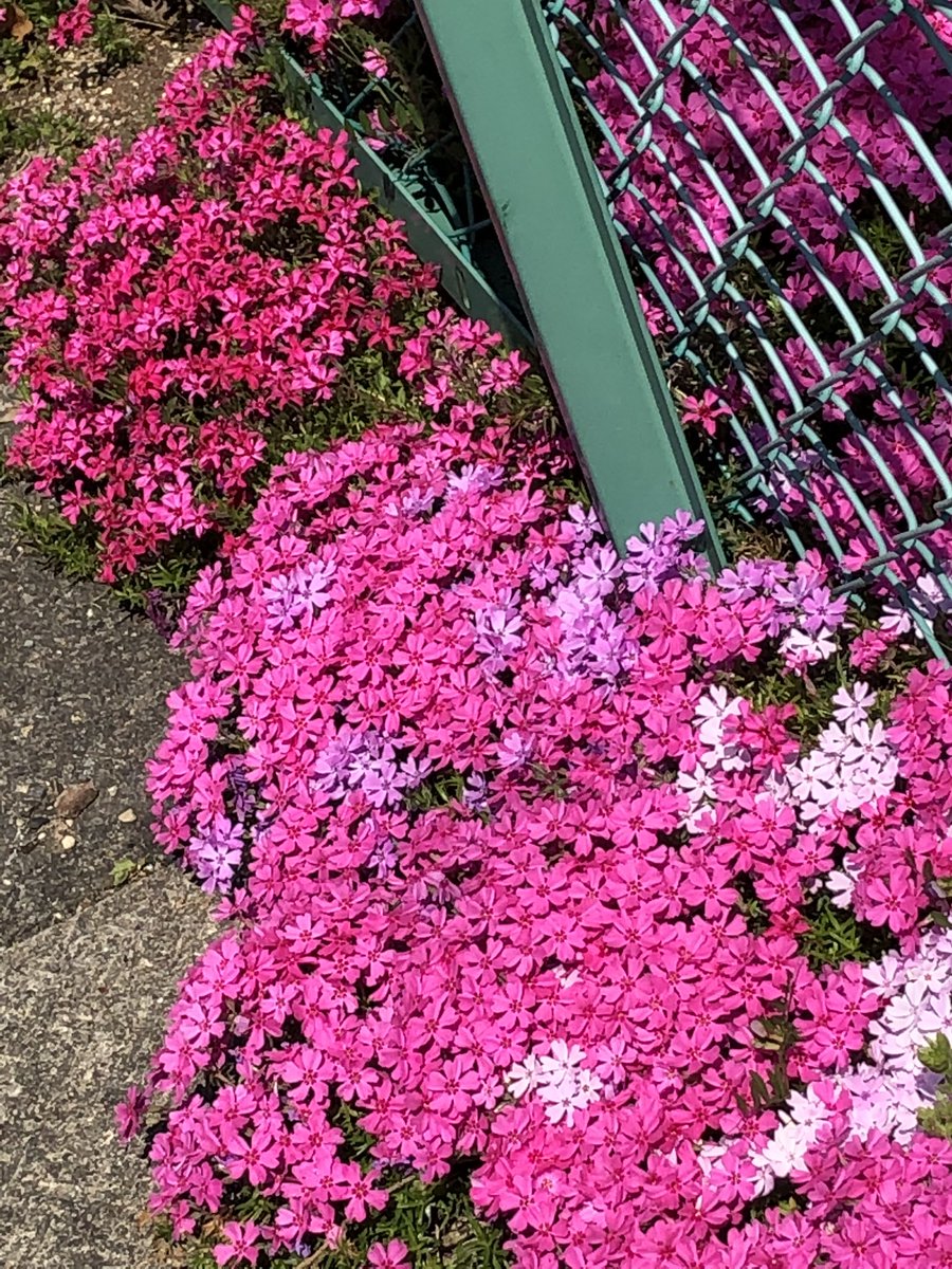 fanta326's tweet photo. いつも通る歩道に、見事な芝桜🌸
濃淡がキレイです(〃'▽'〃)💕
ヤマダ電機のしだれ桜も咲きました
今週もぼちぼち行こう
ゆっくり安全運転で行こう🚗🎶
#お花見 #NowPlaying
#BTS #Zero_Oclock
#ライブ頑張ってね https://t.co/CZeNbmQEl8