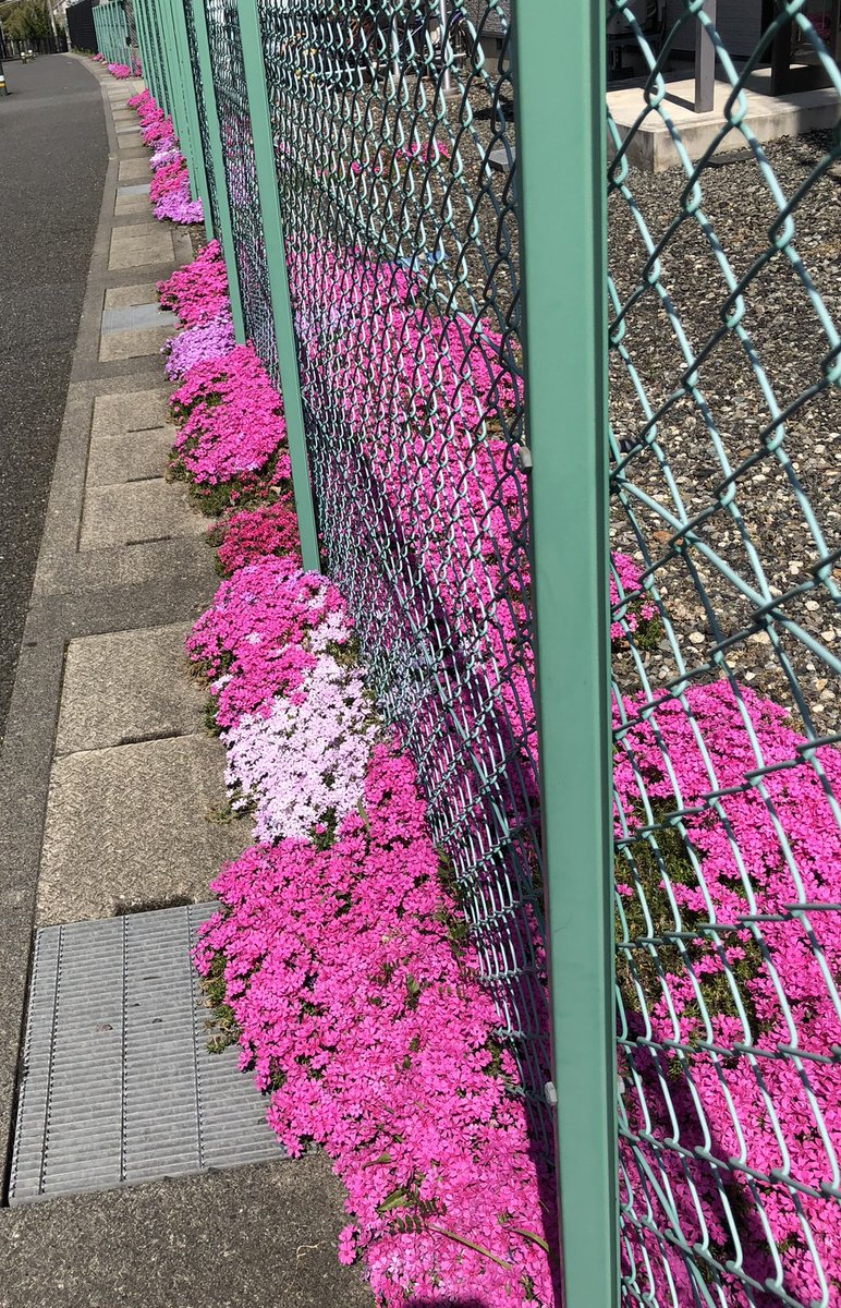 fanta326's tweet photo. いつも通る歩道に、見事な芝桜🌸
濃淡がキレイです(〃'▽'〃)💕
ヤマダ電機のしだれ桜も咲きました
今週もぼちぼち行こう
ゆっくり安全運転で行こう🚗🎶
#お花見 #NowPlaying
#BTS #Zero_Oclock
#ライブ頑張ってね https://t.co/CZeNbmQEl8