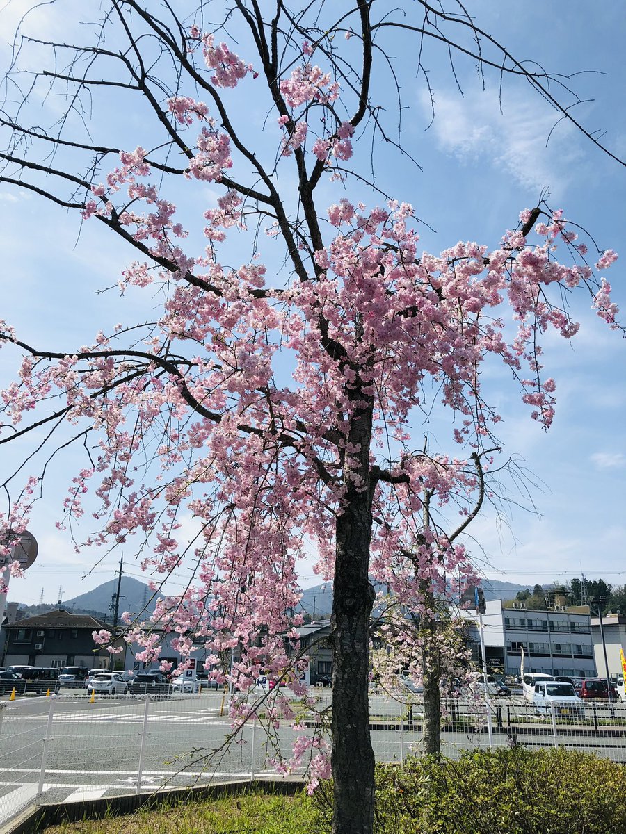 fanta326's tweet photo. いつも通る歩道に、見事な芝桜🌸
濃淡がキレイです(〃'▽'〃)💕
ヤマダ電機のしだれ桜も咲きました
今週もぼちぼち行こう
ゆっくり安全運転で行こう🚗🎶
#お花見 #NowPlaying
#BTS #Zero_Oclock
#ライブ頑張ってね https://t.co/CZeNbmQEl8
