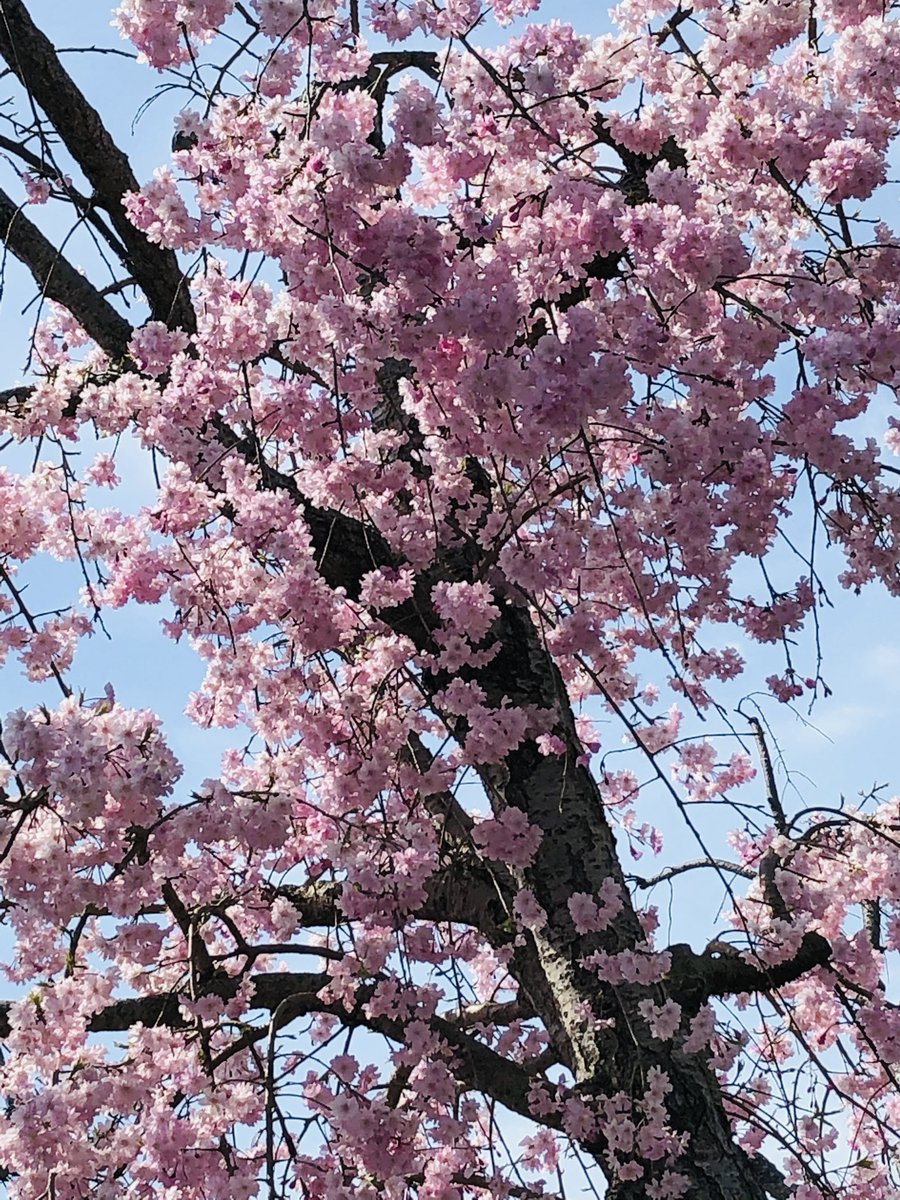 fanta326's tweet photo. いつも通る歩道に、見事な芝桜🌸
濃淡がキレイです(〃'▽'〃)💕
ヤマダ電機のしだれ桜も咲きました
今週もぼちぼち行こう
ゆっくり安全運転で行こう🚗🎶
#お花見 #NowPlaying
#BTS #Zero_Oclock
#ライブ頑張ってね https://t.co/CZeNbmQEl8