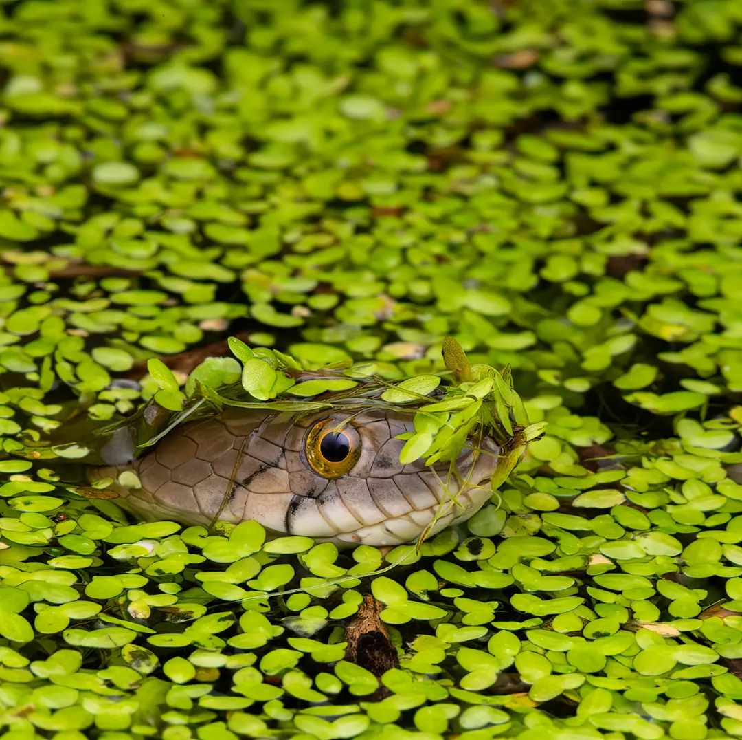 WCSIndia's tweet photo. #Repost from Vipul Ramanuj:
Checkered keelback peeping through duckweed.
#snakes #keelback #checkeredkeelback #reptiles #snakesofindia #indiansnakes #indianwildlife #nature #life #earth #fauna #biodiversity #imageoftheday #photooftheday #picoftheday #animals #wildlife https://t.co/s0gO6hq4nz