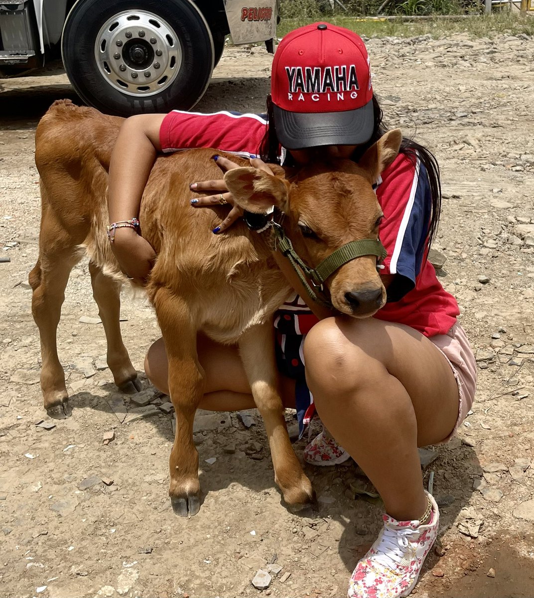AndreeaC_Ac's tweet photo. Mi consentido ❤️🐮 https://t.co/LYqgBtxAI5