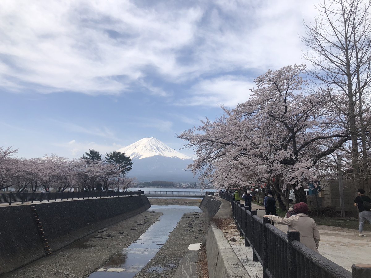 【4/11本日の桜情報🌸】 🌸🌸富士・河口湖さくら祭り:4/6(水)～4/17(日)🌸🌸 富士河口湖町にも桜の季節がやってきました😊 写真は、 ・河口湖北岸円形ホール付近(川沿い) ・河口湖北