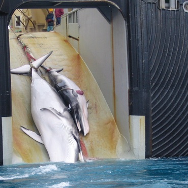 #Nature #Japan 

Mother and calf. Japan's idea of marine science.