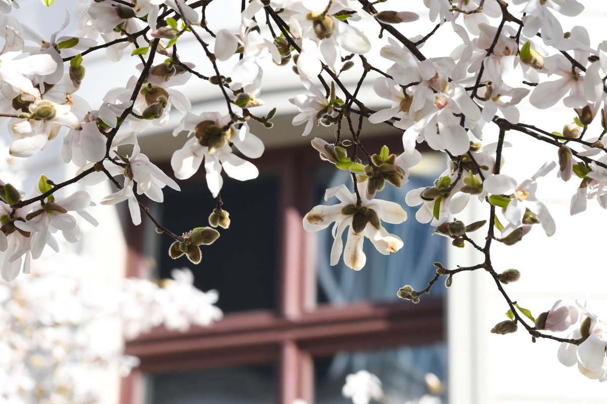 Landtag_Hessen's tweet image. Statt mit der üblichen #Terminvorschau starten wir mit einem Rückblick in die #Osterferien. Was war in den ersten Monaten des Jahres 2022 Thema in Hessens Herzkammer der Demokratie? Über Gedenken, Besuche und parlamentarische Termine im #HLT ➡️ hessischer-landtag.de/content/mit-ab…