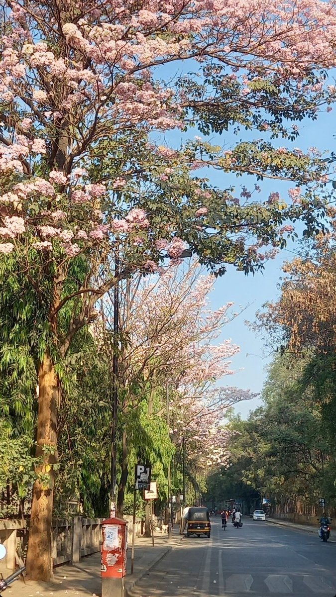 Suds2911's tweet photo. Mera Pune Spring kisi Bengaluru Spring se kam hai kya 😎❤️.

📷 : BMCC/Agarkar Rd.
#punespring #Pune #springishere #beautifulweather https://t.co/BDmtQbsYrX