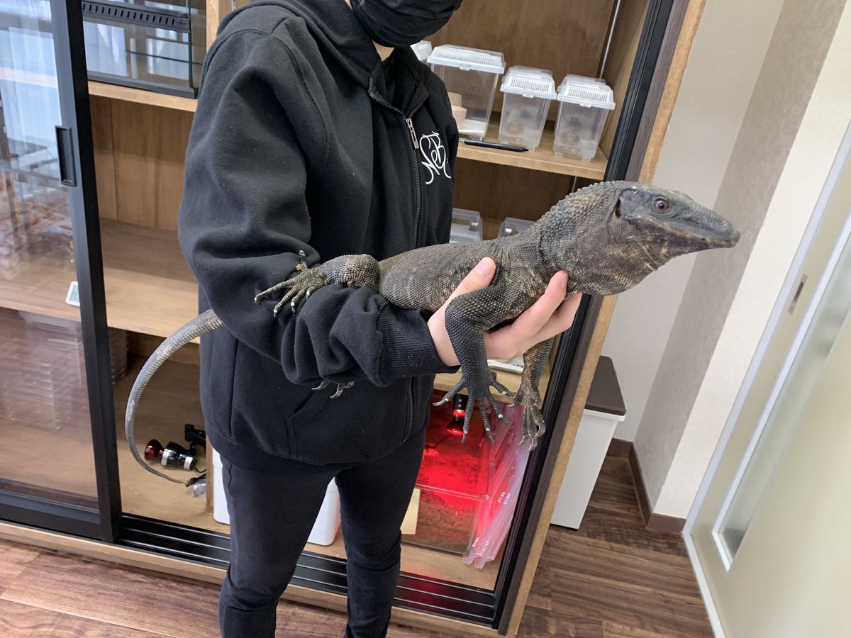 150 モニター　ケージ　 爬虫類　大型　トカゲ モニター（オオトカゲ）ご紹介【大宮店】 | 爬虫類倶楽部