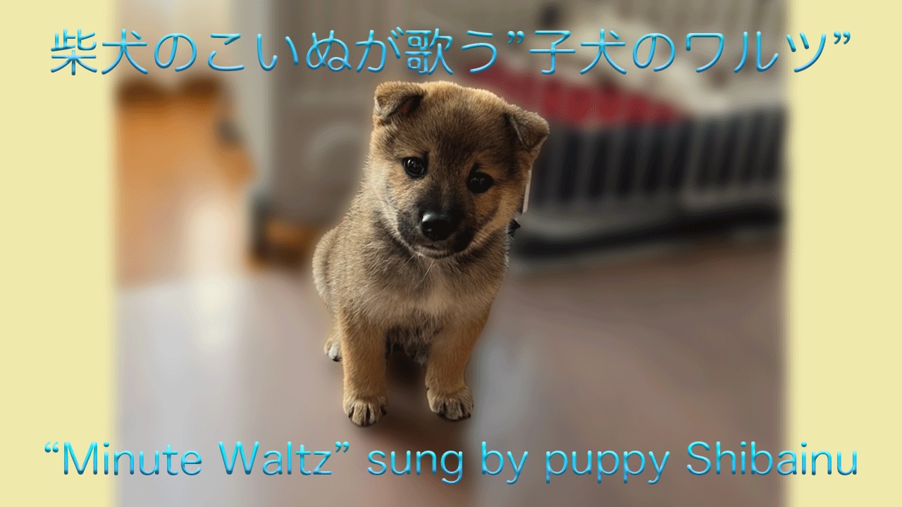 柴犬の子犬 海 かい Puppy Shibainu Kai Shibainukaikun Twitter