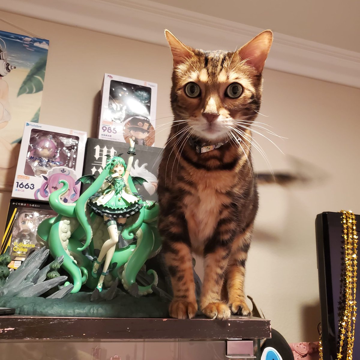 NekoKiririn's tweet photo. Show me the 8th photo 📷 in your phone Gallery, no matter what it is, and no cheating! Here is mine! 

#kittycat #NekoKiririn #MyPetKitty #WeebRoom #CatsOfTwitter #Vtuber #VtubersEN https://t.co/O1kwrTlG6r