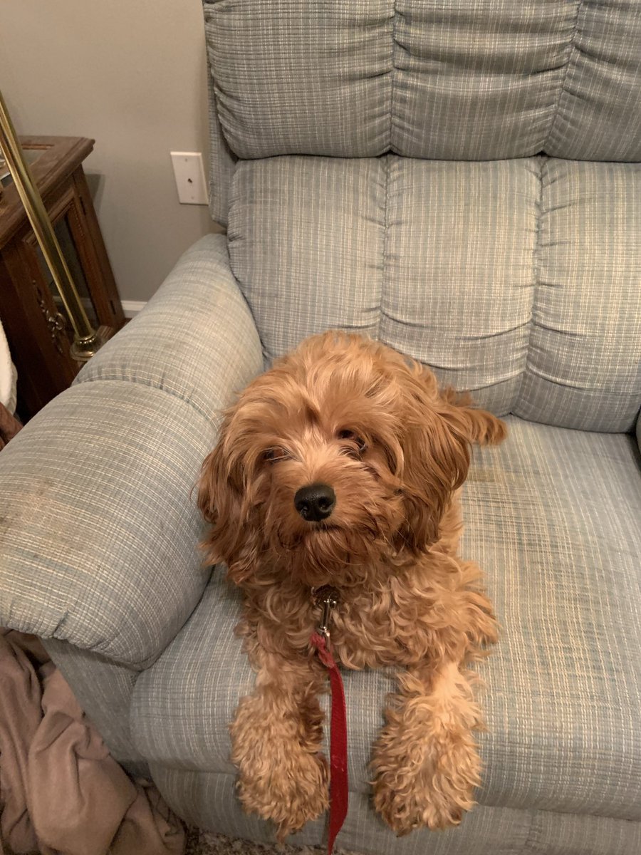 Mama’s boring lockscreen, 7th pic of whirlpool chromatherapy bathtub mama wants to get, and me on my gotcha day.
I nom @serenelysmiles <a href="/NotMean567/">Bailey the beagle 🐶🐾💜</a> <a href="/AceandDeuce1/">Ace and Deuce</a> <a href="/fifisrecovery/">Fi Fi the Sweetest Girl</a> <a href="/A_Pup_Named_Bug/">A Pup Named Bug</a> Send your Lockscreen, your 7th pic, n a fav pic if you want play