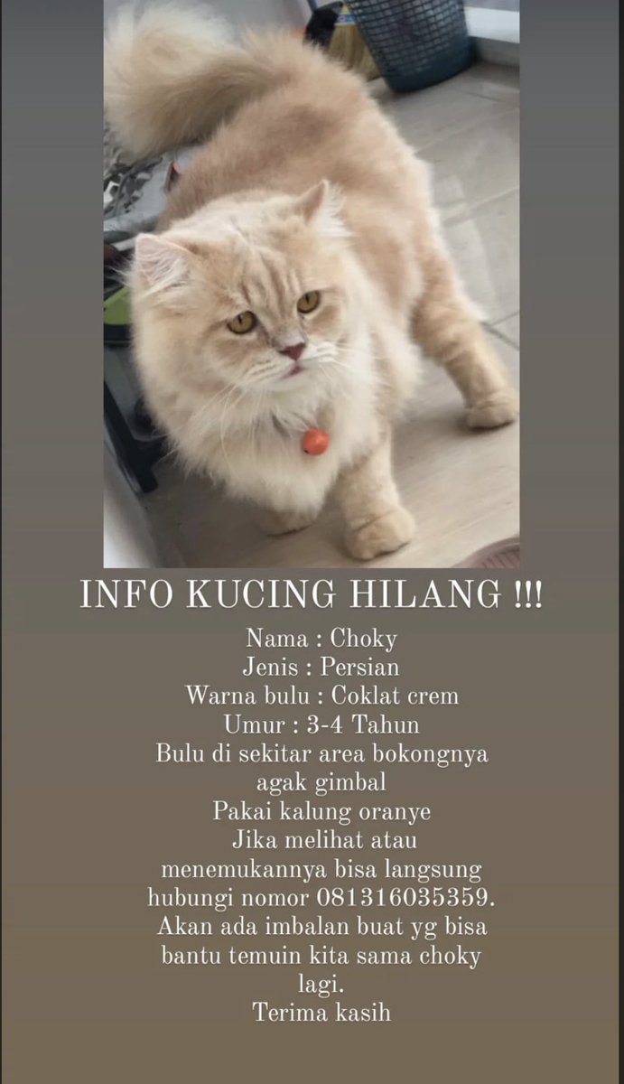 CleofantaLivia's tweet photo. Twitter, please do your magic 🎩 
Buat temen2 yang menemukan, atau ditawari kucing seperti gambar dibawah tolong info ke no WA di Gambar atau DM ya. Thank you guys 🙏🏼 https://t.co/I9h4uyeKhP