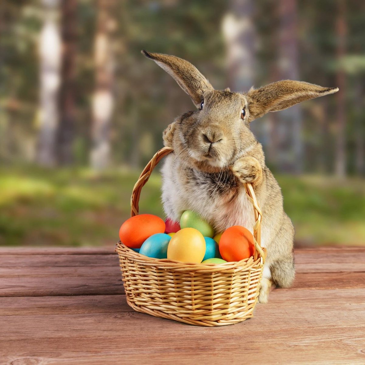 pheasant_hotel's tweet photo. 🐰EASTER BUNNY 🐰 Head down to our sister business @holtgardencentre for a weekend of fun and games with the kids :) 
#easterfun #easterhunt #easterholidays #gardencentreday https://t.co/ndvFbe6Kjc