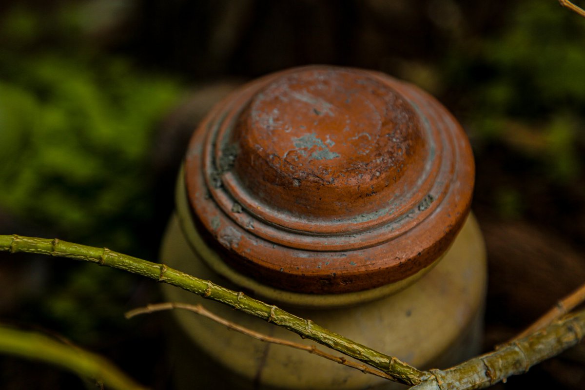 HarshankL's tweet photo. The Peace you seek is in the  Lap of a Tree.
checkout my profile for more amazing photos
.
.
.
.
.
.
#naturephotography #photography #macrophotography #greenery #harshankclicks https://t.co/o60GRz23zd