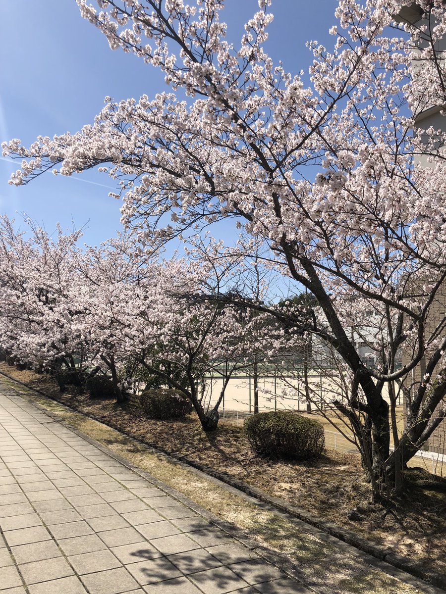 SHUDO_SHORINJI's tweet photo. 今日から月火木金17:00~19:00まで少林寺拳法道場で練習しています✨

少しでも興味がある新入生の皆さん、見学・体験してみませんか👍💐

気になる方はDMまで❤️‍🔥

 #春から修道 https://t.co/YRr2Ta9HhZ