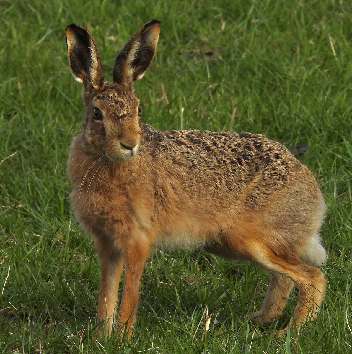 GaryBlack1970's tweet photo. “Your Daily Dose Of Hare” 🧡🧡🧡

#Nature #Photography #NaturePhotography #Hares #NotMovingOn https://t.co/y6Lu1kf3Yk