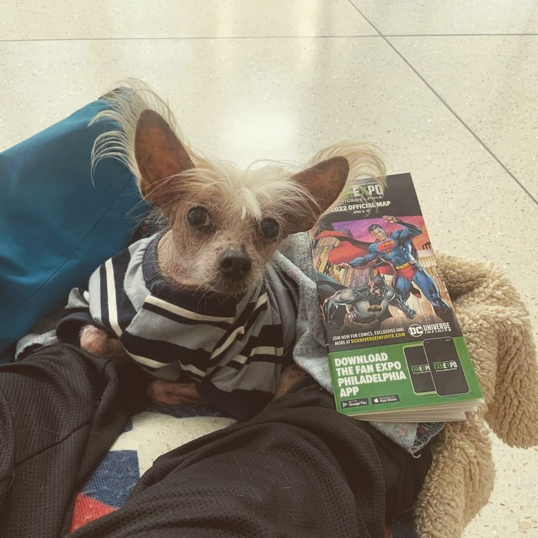 ReillyJohnson's tweet photo. Had a great time at #FanExpoPhiladelphia!

Also, @perlmutations randomly came over to pet my @ServiceDogDex on Saturday. My little buddy was very popular. lol https://t.co/gZRhCEKkTU