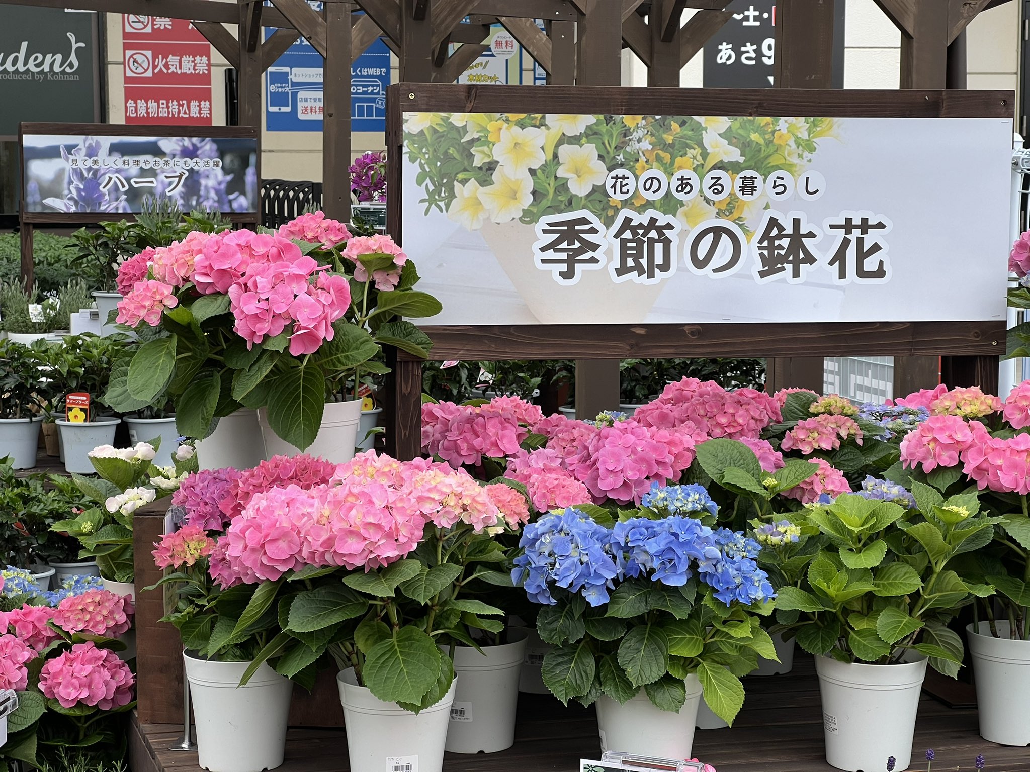 ホームセンターコーナン 公式 植物のコーナーは正面入口前です 野菜苗もこちらに多数展開しております 園芸 ぜひ楽しんでくださいね ホームセンターコーナン 見奈良店 T Co Mic0l9lpa2 Twitter