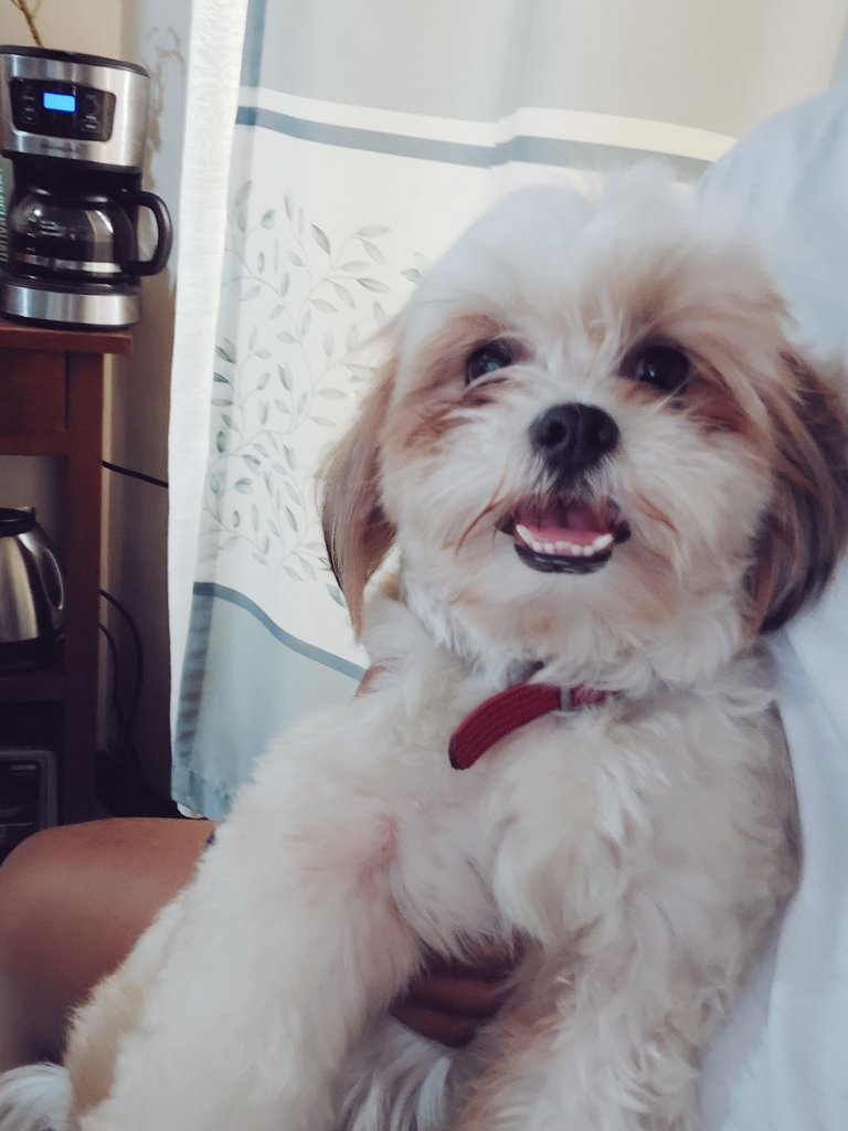 maaaaarrc's tweet photo. Nickname: Caw
Fullname: Caw Thedog
Gender: Female
Bday: May 2, 2020 
Likes: running, eating, cuddles, peeonbed, sugadad
Bio: Single and ready to mingle ;) https://t.co/XVsnZZzSi6