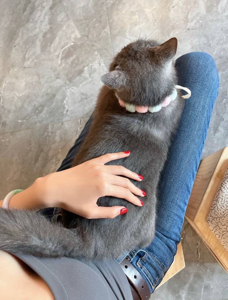 cccc74342273's tweet photo. 这猫咪好赖啊，从我来店里 就一直在我身上不下去🐱 https://t.co/tjK6RKjueJ