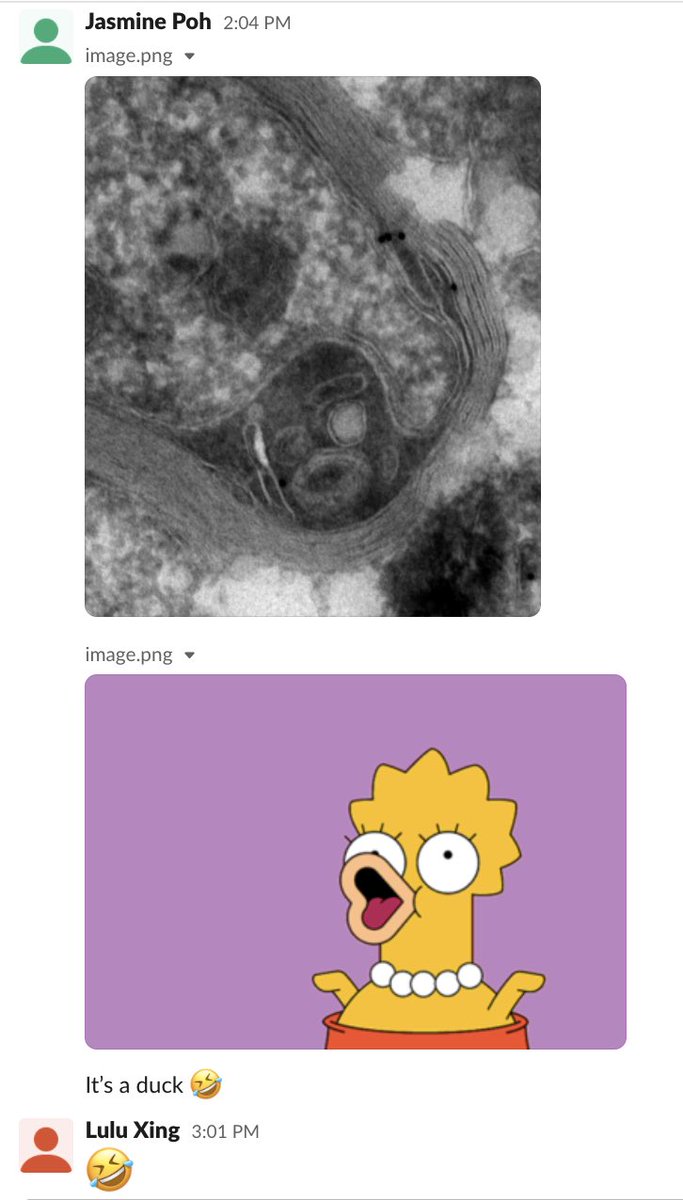 Nice work, Jasmine! 🤣 #immunoEM #myelinated #axon #lisasimpson