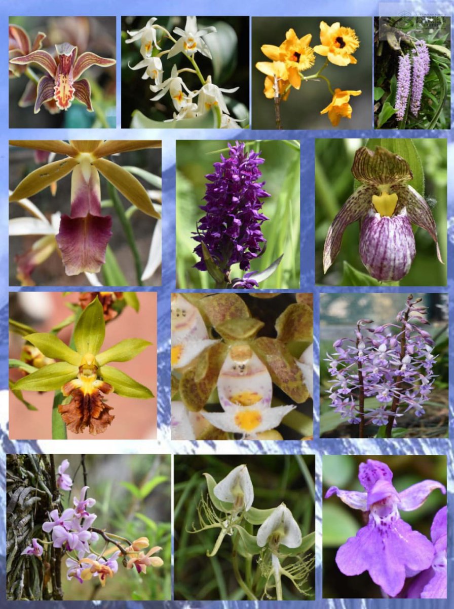ukfrihaldwani's tweet photo. Spectacular orchids of Uttarakhand
#Uttarakhand has 238 reported species of #orchids, some of which are #medicinally important, including ingredients of #Chyavanprash; Gori valley (#Pithoragarh) and Mandal valley (#Chamoli), are most orchid rich areas of state https://t.co/oV6qa1lQ2r