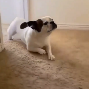 BuddyLifeMagzn's tweet photo. buddylifemagazine- Now look at me mama, that's the way you do it...
😊😛😀
https://t.co/9l51LPrD0t
https://t.co/N9c36CbolX
#sayhello #smallbreeds #smalldogsarefun #frenchiepuppy #buddylifedogmagazine🐕 https://t.co/q0mPcd5hWn