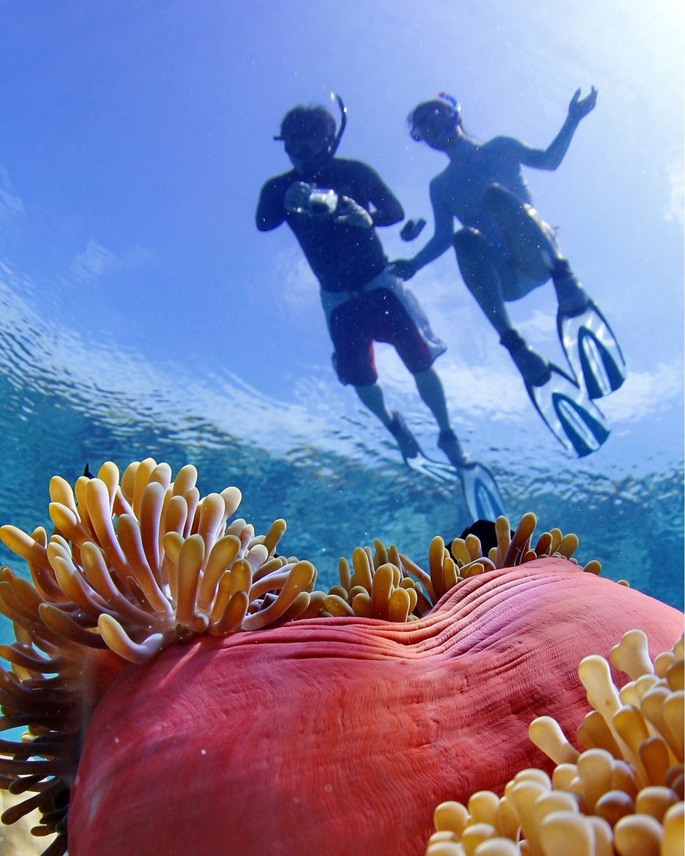 A vibrant new world awaits you, under the sea. 

📷: kandima_maldives via IG
 
#WorldsLeadingDestination2021 #Maldives #VisitMaldives #SunnySideOfLife #SelectMaldives #SelectCruises #SelectLife #beach #Dubai #Cruise #liveaboard #Safari #Snorkelling #CoupleOfMirrors