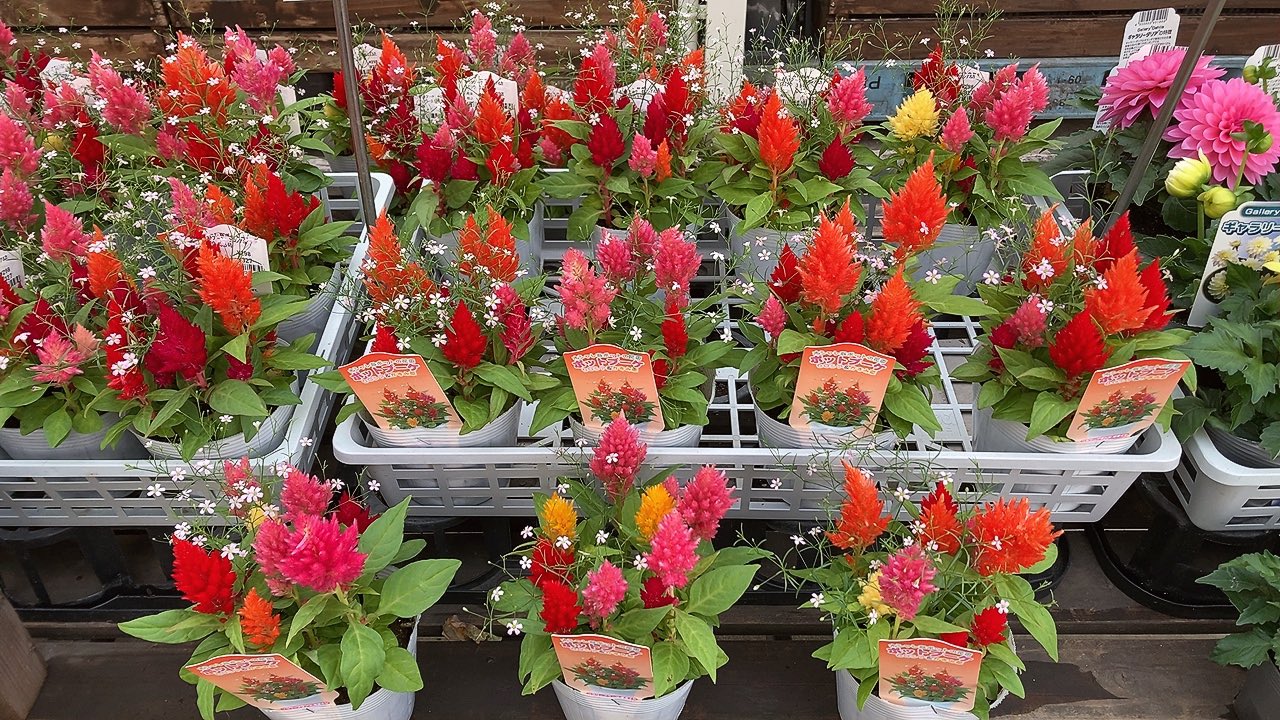 ホームセンターコーナン 公式 植物のコーナーは正面入口前です 野菜苗もこちらに多数展開しております 園芸 ぜひ楽しんでくださいね ホームセンターコーナン 見奈良店 T Co Mic0l9lpa2 Twitter