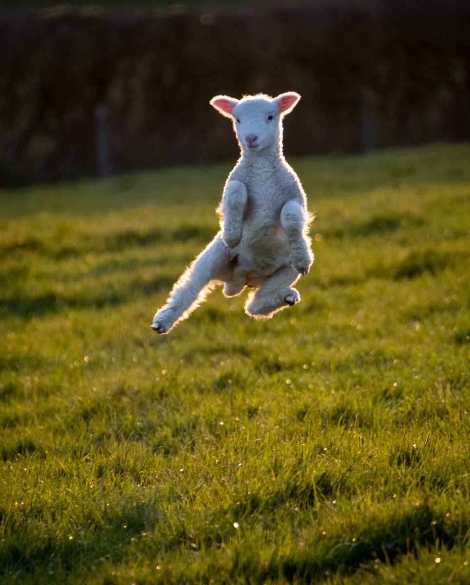 Hiiii ya, doing the lamb chop. Spring has definitely sprung. #WexMondays