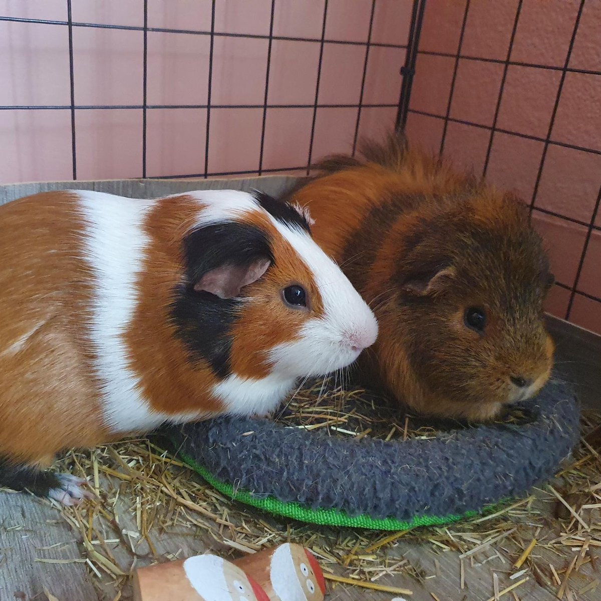 AJProductsUK's tweet image. Has your favourite work colleague grown four legs and a tail recently?

Celebrate National Pet Day with us by joining us in sharing a photo of your pet, be it fluffy, feathery or scaly.

#nationalpetday #petday #petatwork #officedog