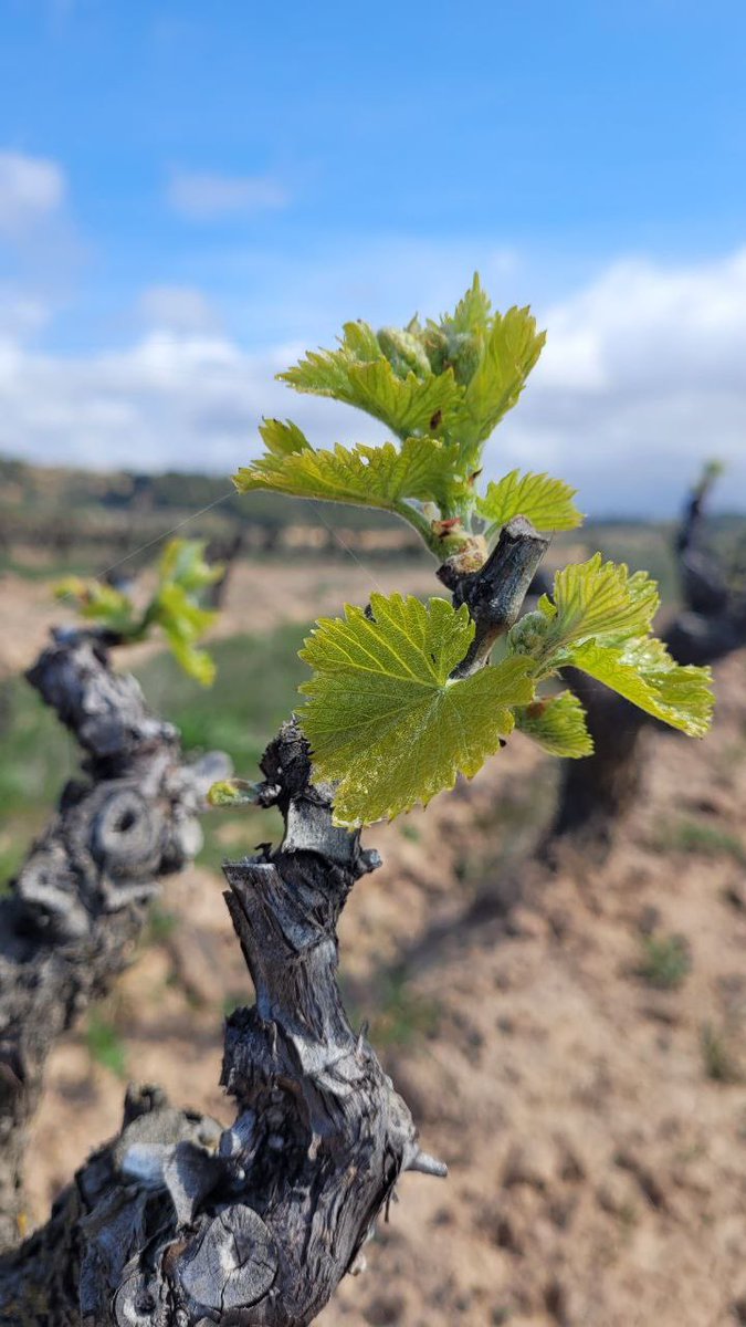 CBarbaraFores's tweet photo. 🌿🍷 Un passeig per la vinya, una mirada contemplativa, el silenci del paisatge, les flors, la farigola florida i les seues aromes a pasqua…els primers brots de la vinya, les herbes dels marges i la verdor de les cobertes vegetals, la història vitivinícola d’una comarca que 👇🏽 https://t.co/sPKszYwmwh