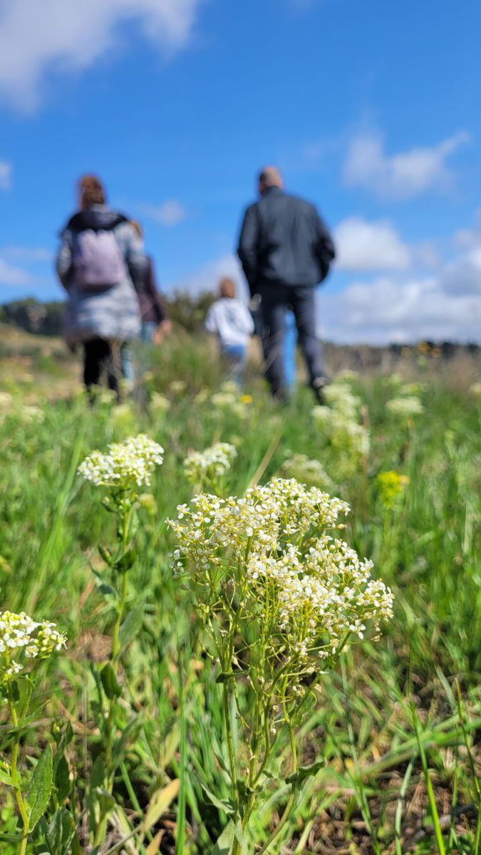 CBarbaraFores's tweet photo. 🌿🍷 Un passeig per la vinya, una mirada contemplativa, el silenci del paisatge, les flors, la farigola florida i les seues aromes a pasqua…els primers brots de la vinya, les herbes dels marges i la verdor de les cobertes vegetals, la història vitivinícola d’una comarca que 👇🏽 https://t.co/sPKszYwmwh