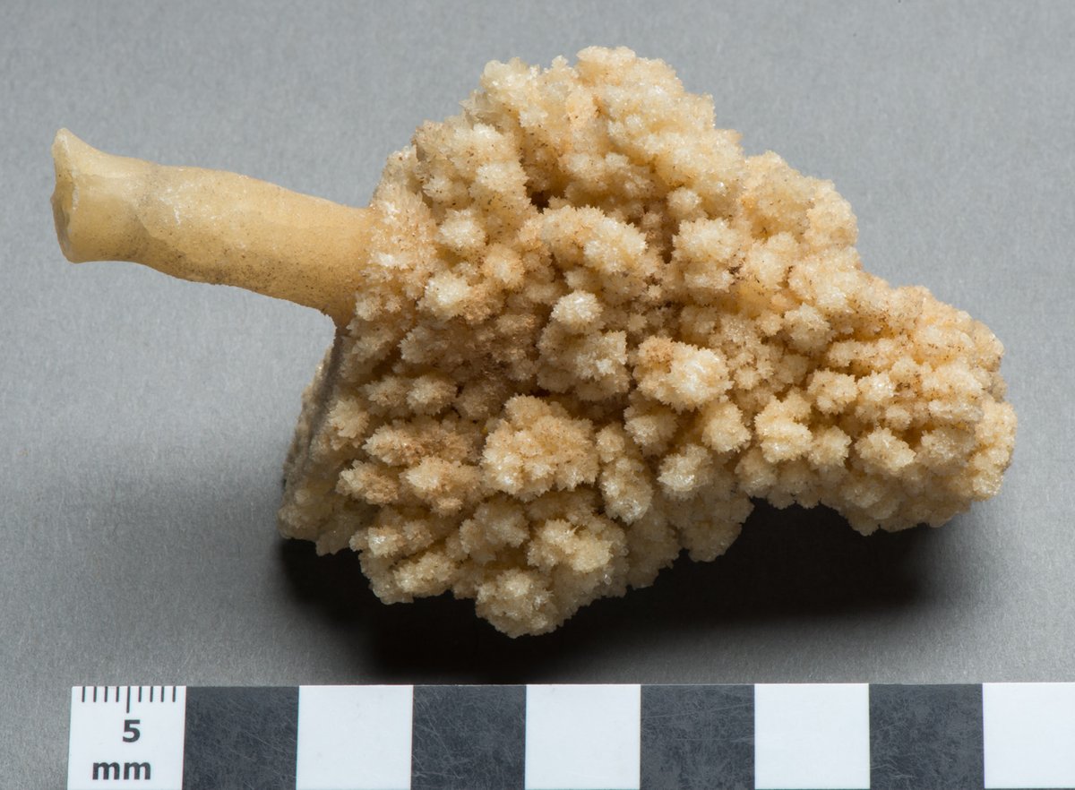 jurassic_coast's tweet photo. #MineralMonday
A #stalactite is a #mineralformation primarily found in #limestone or #dolomite #caves. They are formed of #minerals such as #calciumcarbonate, #opal, #chalcedony, #limonite, & #sulphides. This example can be seen at @PortlandMuseum1.
#VolunteerTakeover https://t.co/rtjd8IR4y8