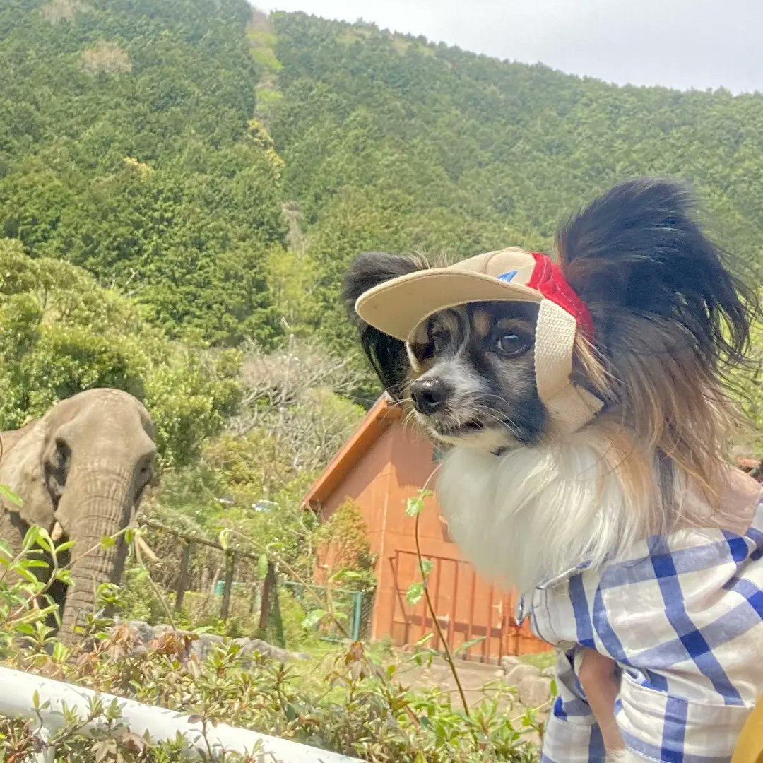 zToj4JSESBzCevw's tweet photo. 動物園🐼
普段見ぬ巨大生物に怯えてないかい？笑

#犬
#犬好きさんと繋がりたい
#犬のいる生活
#犬のいる暮らし
#犬好きと繋がりたい
#写真
#犬のいる生活 
#犬好きさんとつながりたい 
#ワンちゃん
#犬
#パピヨン
#犬好き
#犬のいる幸せ 
#犬好きと繋がりたい
#papillon
#パピヨンラブ https://t.co/VM7nHtOB1U