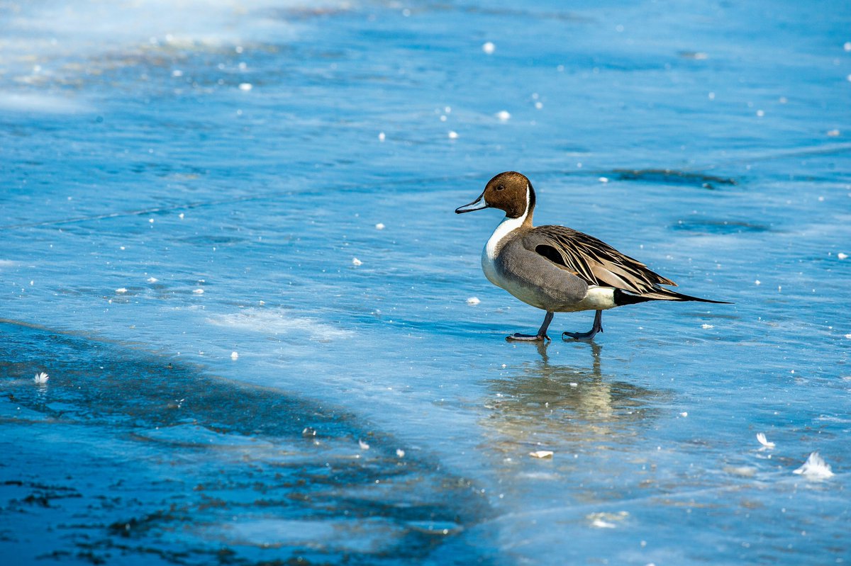 HoopoeAdventure's tweet photo. #NorthernPintail #ברווז_חד_זנב #birds https://t.co/rTVjLF3FGM
