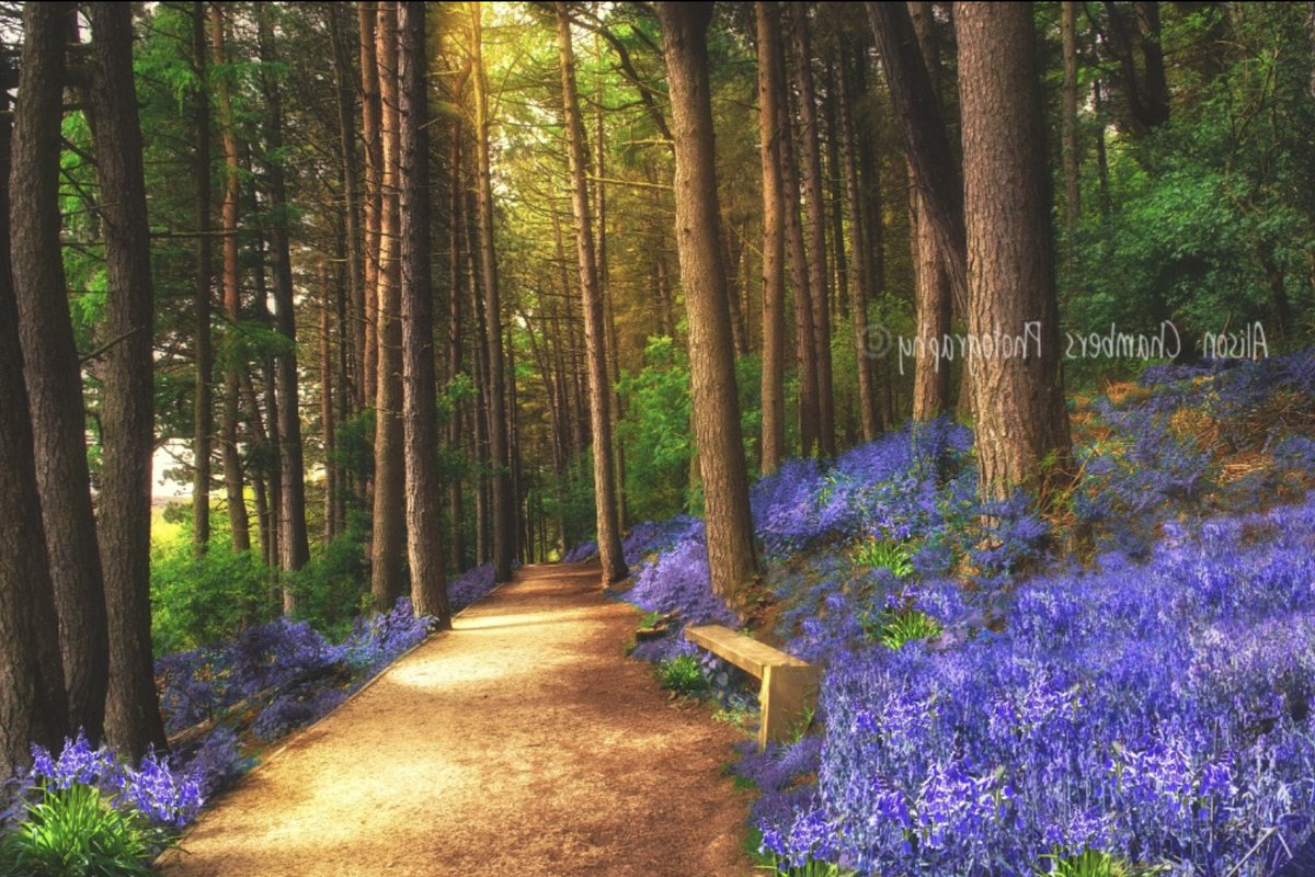 AlisonC24426188's tweet photo. Bluebells Of The Peakยฉ๏ธ. https://t.co/dpciOmbBzI & https://t.co/HX2qHVGYAD & https://t.co/KdKjLoxndU & https://t.co/pXPaXkDHPC - name not on canvas. #bluebellwood #woodlandlandscapes #englishbluebells #forestcanvas #framedprints #wallartforsale 20% off all work ltd โฐ P4M https://t.co/i6zioJWVmw